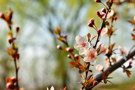 桃花 桃樹 果園