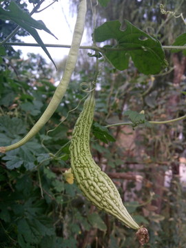 農(nóng)家小絲瓜