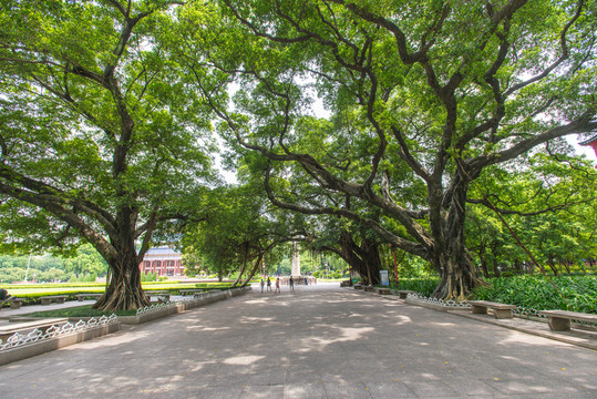 大榕樹