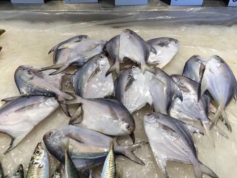 魚