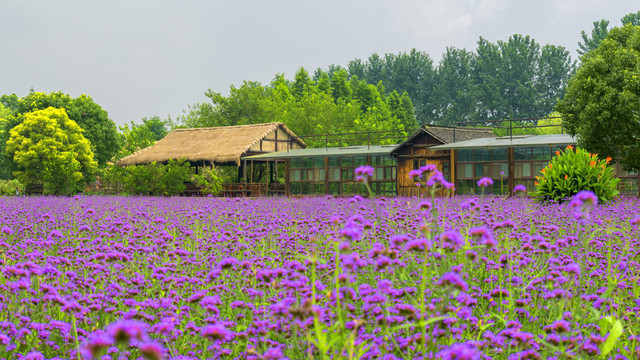 花海