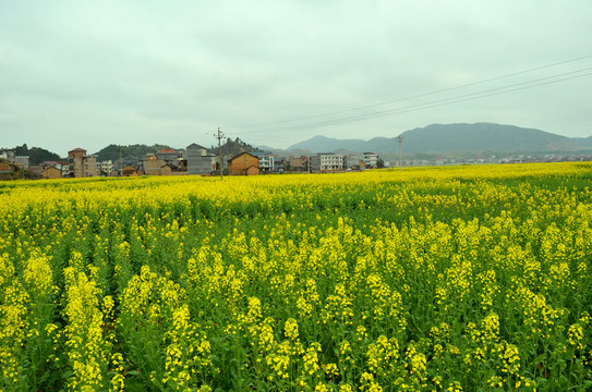 油菜花