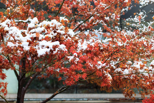 北大校園風(fēng)光秋天初雪楓葉