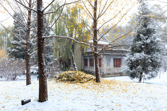 北大校園風(fēng)光秋天雪景銀杏