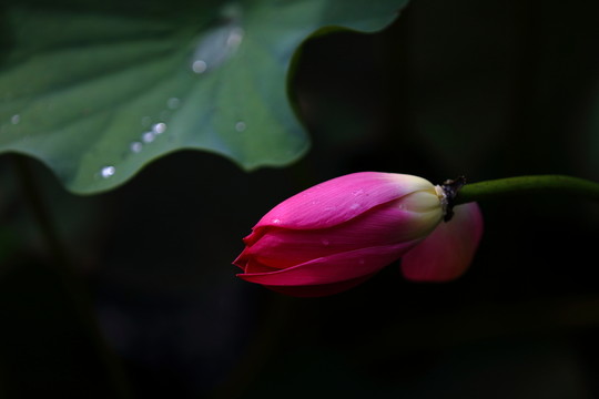 荷花