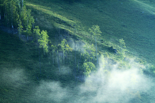 樹林晨霧