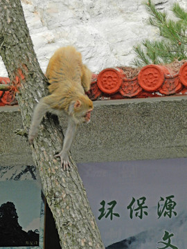 猴子特寫(xiě)