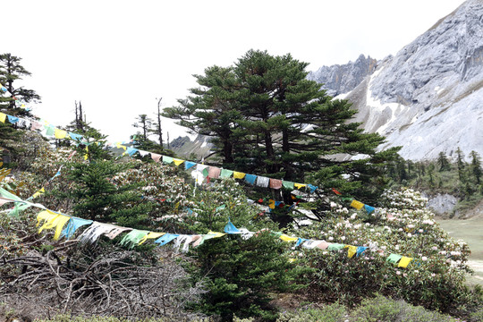 香格里拉大峽谷