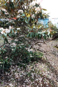 香格里拉大峽谷
