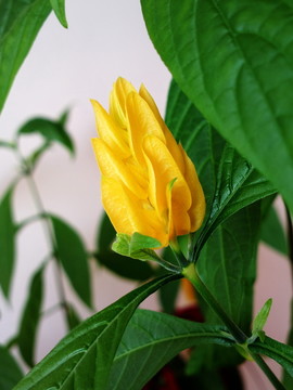 一朵黃花