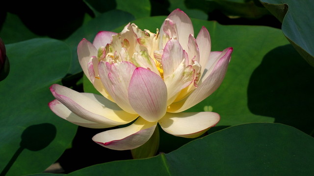 一朵荷花