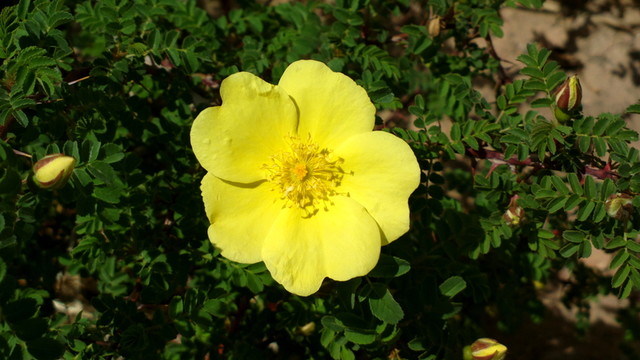 黃花