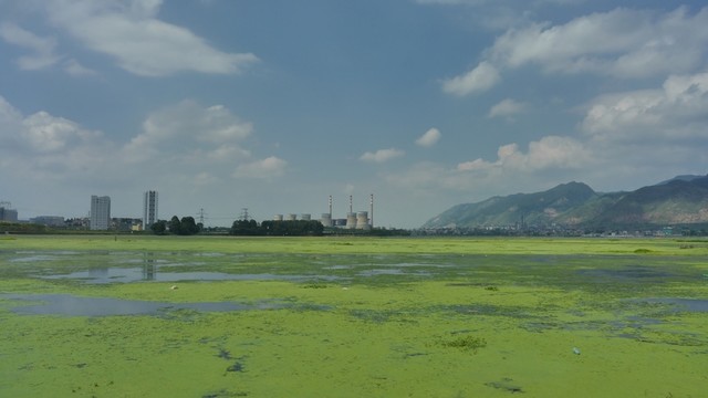 沼澤浮萍