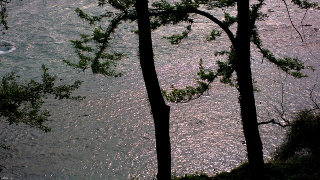 岸邊樹