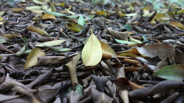 落葉