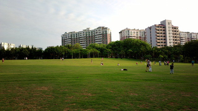 草地草坪