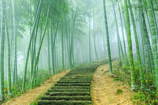 竹林