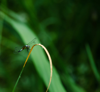 蜻蜓