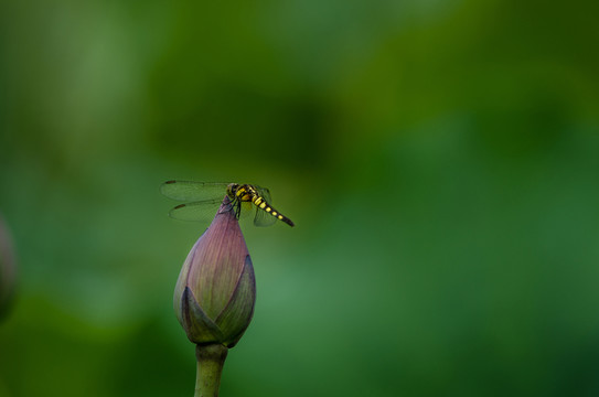 蜻蜓