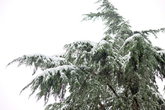 雪壓青松 下雪