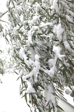 雪景 竹葉