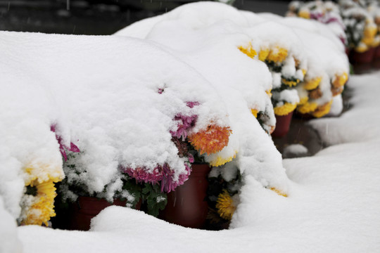 雪中菊花 白雪 菊花