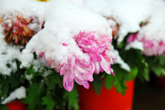 菊花 花朵 冰雪
