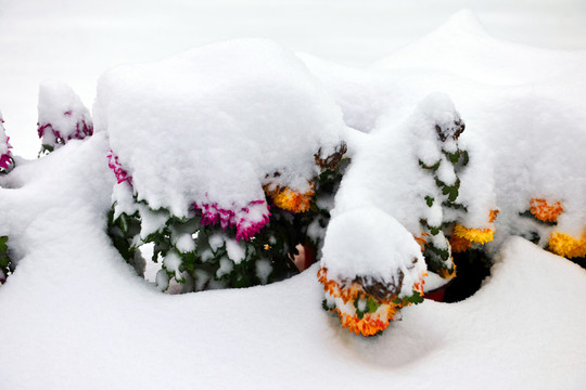 雪地菊花 冰雪中的花朵 菊花