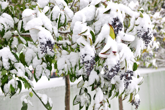 白雪 树挂 积雪 银装素裹