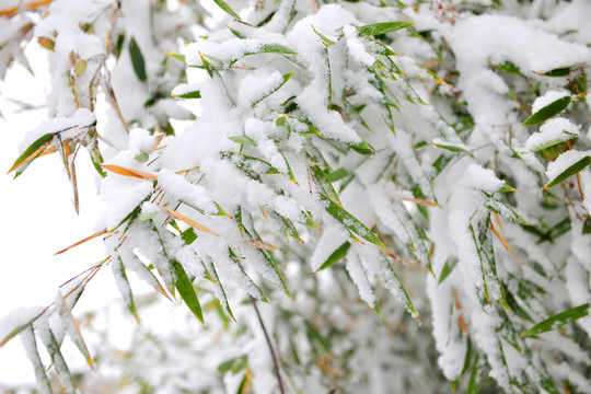 雪地 樹掛 銀裝素裹