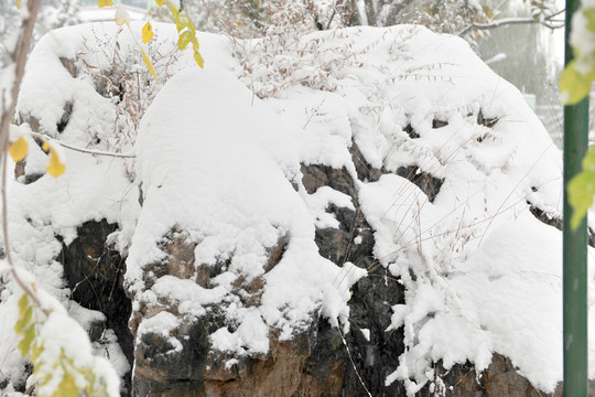 白雪 樹掛 積雪 銀裝素裹