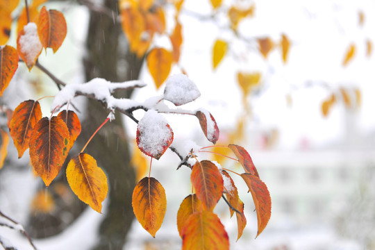 樹葉 冬季 雪 紅葉