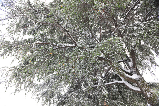 雪景 下雪 冬季