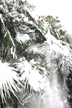 雪 雪景 冬季