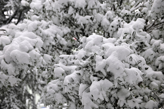 白雪 雪景 積雪