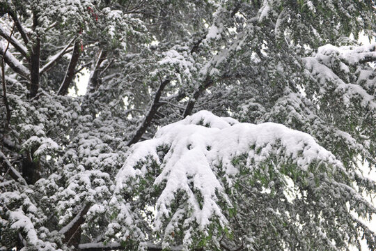 松樹 大雪 積雪 雪景