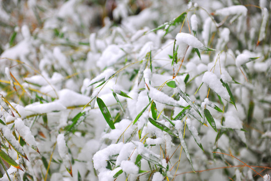 大雪 積雪 雪景 竹葉