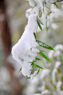 雪 白雪