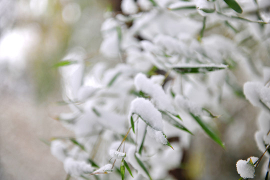 冬天 白雪 雪景