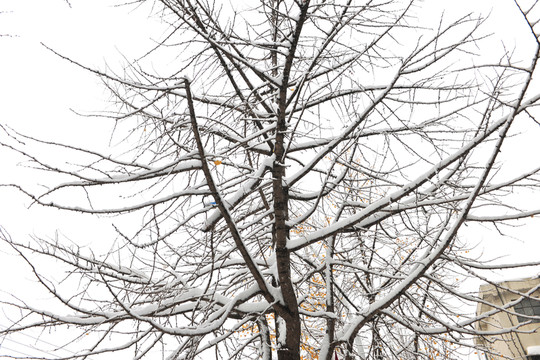 樹枝 樹干 下雪