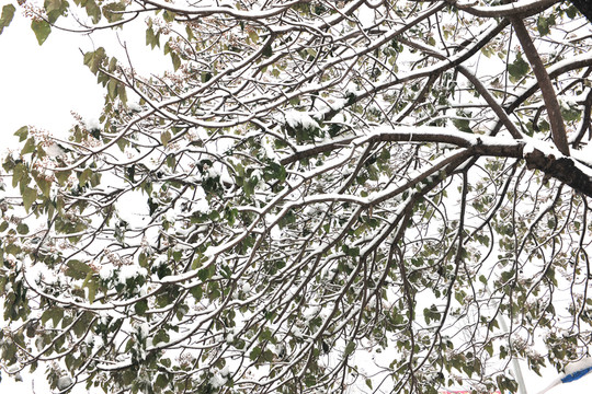 樹(shù)枝 大樹(shù) 大雪