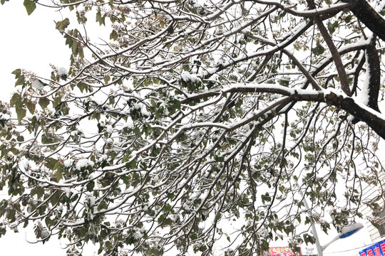 樹枝 樹干 枝葉 雪景