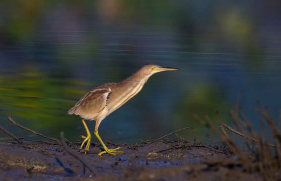 黃葦鳽 鷺鳥 小葦鳽