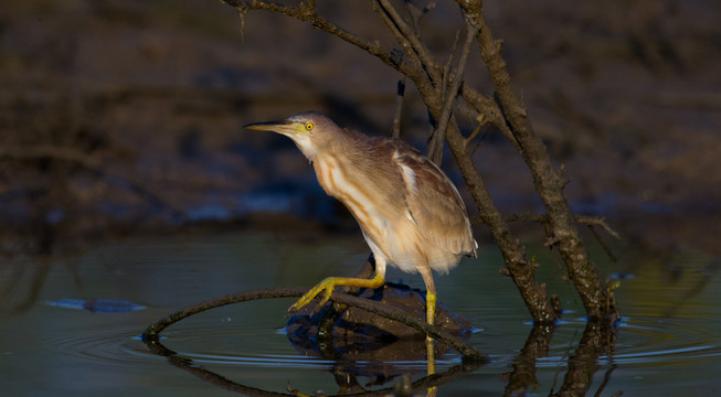 黃葦鳽 鷺鳥 小葦鳽