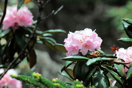 香格里拉大峽谷