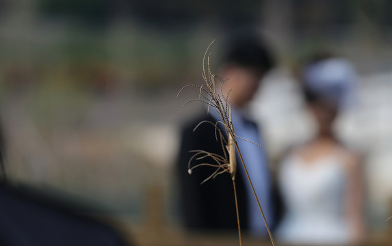 稻草