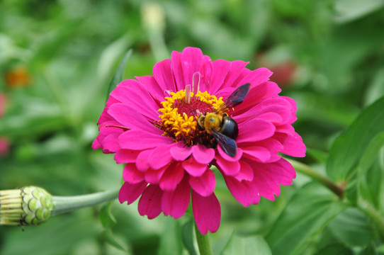 鮮花 蜜蜂