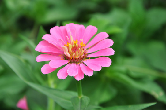 鮮花 太陽花