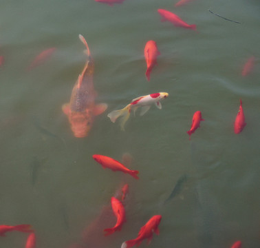 紅魚(yú)