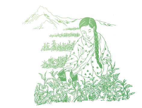 采茶手繪